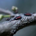 Free Bugs Royalty Free Stock Photography - 8591537