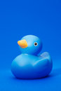 Free Blue Rubber Duck On Blue Background Stock Image - 8592231