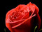 Free Rose Close-up Stock Photo - 8590310