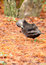 Free Preening Black Duck Stock Photos - 8594743