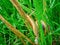 Free Closeup Of Snail. Focus On The Head Royalty Free Stock Photos - 8598248