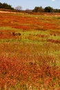 Free Big Meadow Stock Photos - 860633