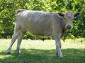 Free Posing Teen Cow Royalty Free Stock Images - 863529