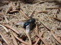 Free Blue Fly Royalty Free Stock Images - 864139