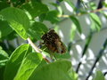 Free Insect Love Royalty Free Stock Photo - 864165