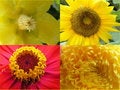Free Yellow Flowers Stock Photos - 864603