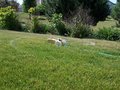 Free Lawn Sprinkler Royalty Free Stock Images - 864879