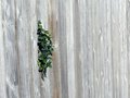 Free Fence Plant Stock Image - 864881