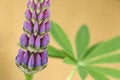 Free Lupin Stock Photos - 865783