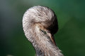 Free Little Shag Royalty Free Stock Photo - 866385