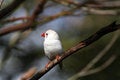Free White Bird With Red Beak Stock Images - 866564