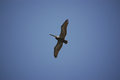 Free Soaring Pelican Royalty Free Stock Image - 868636