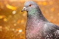 Free Dove Stock Photography - 869172