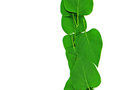 Free Leaf Line Stock Image - 869221