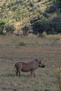Free Warthog Watching Stock Images - 869594
