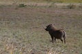 Free African Warthog Stock Photo - 869610