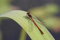 Free Dragonfly 2 Royalty Free Stock Photos - 864138