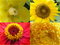 Free Yellow Flowers Stock Photos - 864603