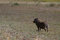 Free African Warthog Stock Photo - 869610