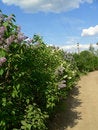 Free Rural Road Royalty Free Stock Photography - 8601907