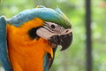 Free Love Bird Stock Photography - 8609922