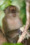 Free Monkey Royalty Free Stock Photo - 8602455