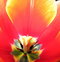 Free Tulip Flower Inside Royalty Free Stock Image - 8608716