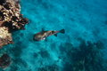 Free Spot-fin Porcupinefish Royalty Free Stock Photos - 8614798
