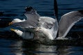 Free Gulls Of Lake Are Baikal Stock Image - 8616291