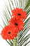 Free Gerber On Palm Leaf Royalty Free Stock Photography - 8613047