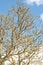 Free Tree Against A Sky In Spring Stock Photos - 8616943