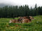 Free Pastoral Life Stock Image - 8624641