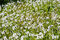 Free Dandelion Field Stock Photography - 8629482