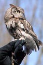 Free Screech Owl Up Close Stock Photos - 8633173