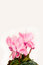 Free Pink Cyclamen Background Royalty Free Stock Photo - 8635265