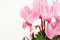 Free Pink Cyclamen Background Stock Photo - 8635310