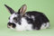 Free Spotted Bunny, Isolated Stock Images - 8637744