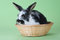 Free Spotted Bunny In The Basket, Isolated Stock Photography - 8637762