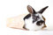 Free Spotted Bunny In The Bag, Isolated Stock Images - 8637834