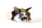 Free Spotted Bunny In The Bag, Isolated Royalty Free Stock Images - 8637839