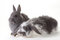 Free Two Bunny, Isolated Stock Photo - 8637860