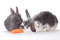 Free Two Bunny And A Carrot, Isolated Royalty Free Stock Image - 8637956