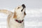 Free Golden Retriever Stock Photos - 8640683