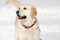 Free Golden Retriever Royalty Free Stock Photography - 8640707