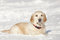 Free Golden Retriever Royalty Free Stock Photos - 8640778