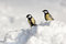 Free Two Titmice Stock Photo - 8640810