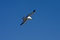 Free Seagull On Blue Royalty Free Stock Photos - 8641118