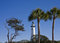 Free Lighthouse And Palm Trees Stock Photography - 8641312