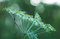 Free Green Dill Closeup Stock Photography - 8642172