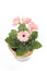 Free Beautiful Pink Gerbera In A Pot Royalty Free Stock Image - 8649846